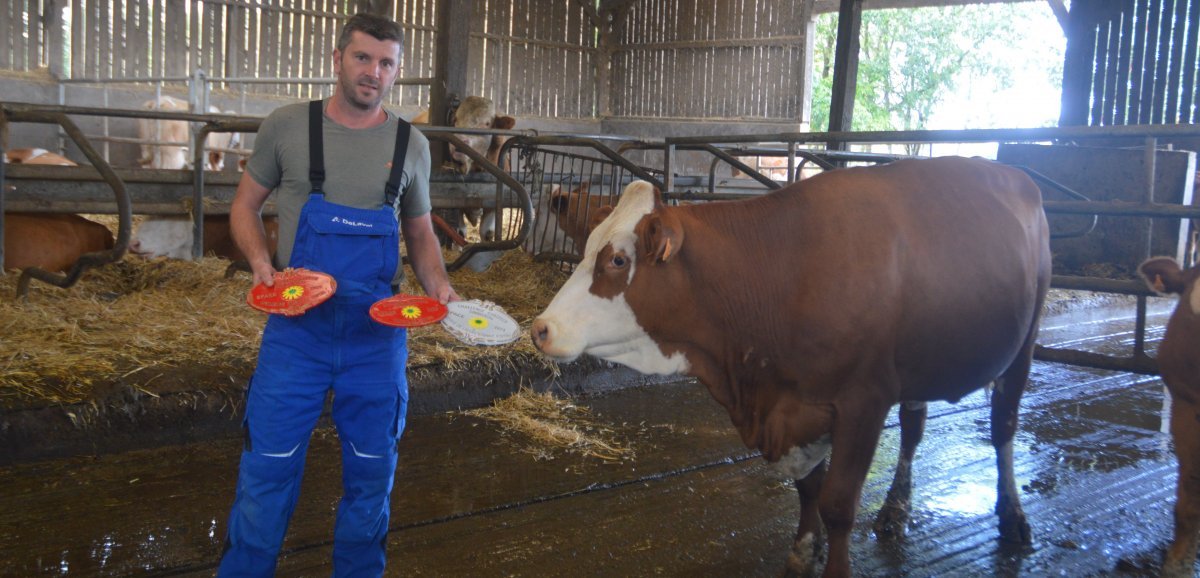 Le Bourg-d'Iré.. Avec Roquette, cet éleveur laitier dans la vache simmental remporte trois prix au Space 2023