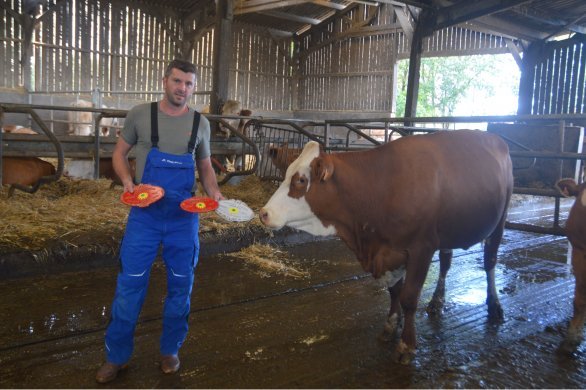 Le Bourg-d'Iré.. Avec Roquette, cet éleveur laitier dans la vache simmental remporte trois prix au Space 2023