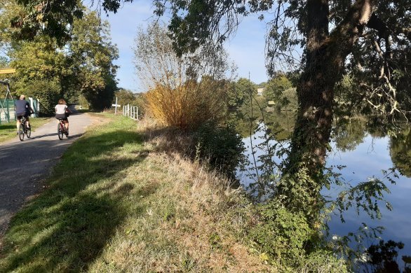Mayenne. Des arbres malades coupés pour restaurer la ripisylve au bord de la rivière