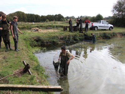 Les gambas sont élevées dans un bassin de ce type, situé en extérieur à Gennes-sur-Glaize, près de Château-Gontier (Mayenne), durant l'été. En dessous de 12°c, elles meurent. - Thomas Gourlin