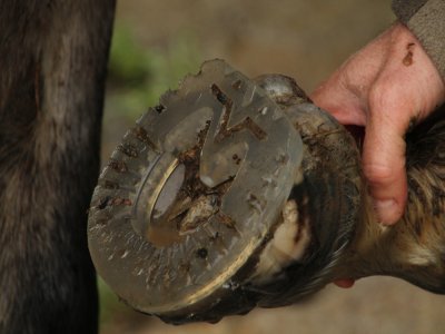 Fabrice Creignou pose des fers en plastique sur les pieds des chevaux de ses clients. - Quentin Hernandez
