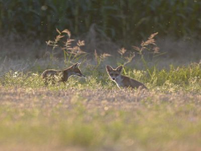 Une photo capturée en pleine nature par Mélanie - Mélanie