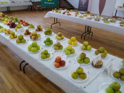 Les candidats devront présenter leurs pommes en chiffres impaires dans des assiettes. - Thomas Clavreul