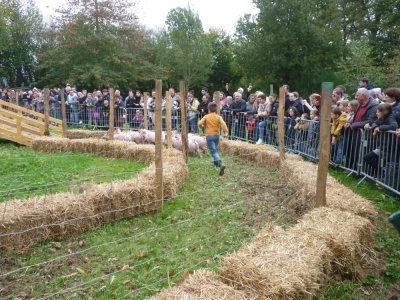 Marigné foire aux pommes courses aux cochons octobre 2024 - Thomas Clavreul