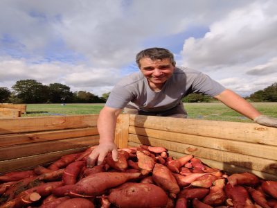 laigné photo 15 novembre 2024 terroir agriculture patate douce Pascal Leclerc s'est lancée dans la culture saisonnière la patate douce en 2023. - Philippe Simon