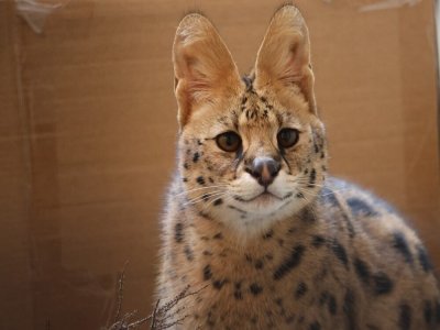 Une jeune serval est aussi arrivée, avec une patte en moins - le refuge de l'arche