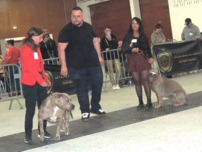 Un juge observe la posture de deux American Bully tout doux. - LMB