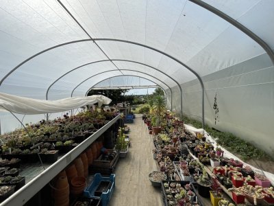 Certaines plantes mesurent plus de deux mètres !  - cm