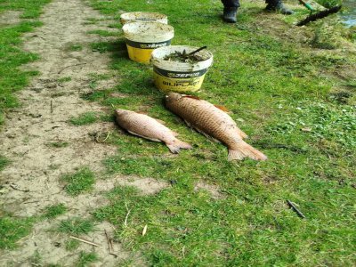 700 kg de poissons morts à cause de la pollution à Saint-Aignan-sur-Roë (Mayenne), en mai 2025. - Société de pêche