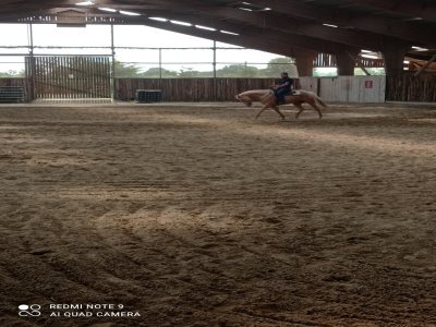Thoma's Ranch, équitation western, Contigné. - Tatiana Delaunay.