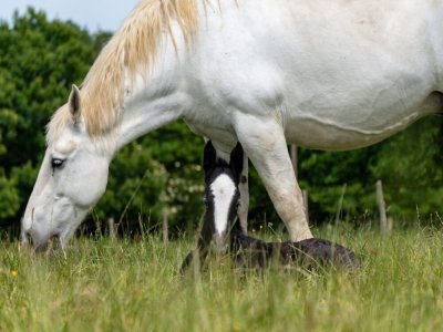 Un concours de percherons est prévu le dimanche. - Philippe Simon