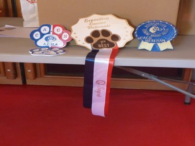 Les différents trophées dont celui du Best in show, le plus beau des plus beaux. - LMB
