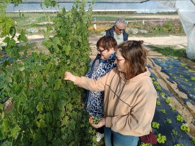 La cueillette des fruits et légumes est possible uniquement dans les zones avec un drapeau. Ici, des concombres apéro. - Aurélie Perré