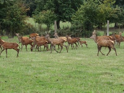 Les cerfs gambadent sur les terres de La Raimbaudière - Geneviève Charrier