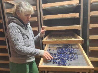 "Tout est effectu&eacute; &agrave; la main" dans cette production de plantes bio et locales.&nbsp; - Cl&eacute;mentine Mari&eacute;