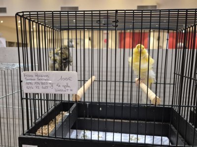 Des canaris d'exception prim&eacute;s en France et &agrave; l'&eacute;tranger. - EP